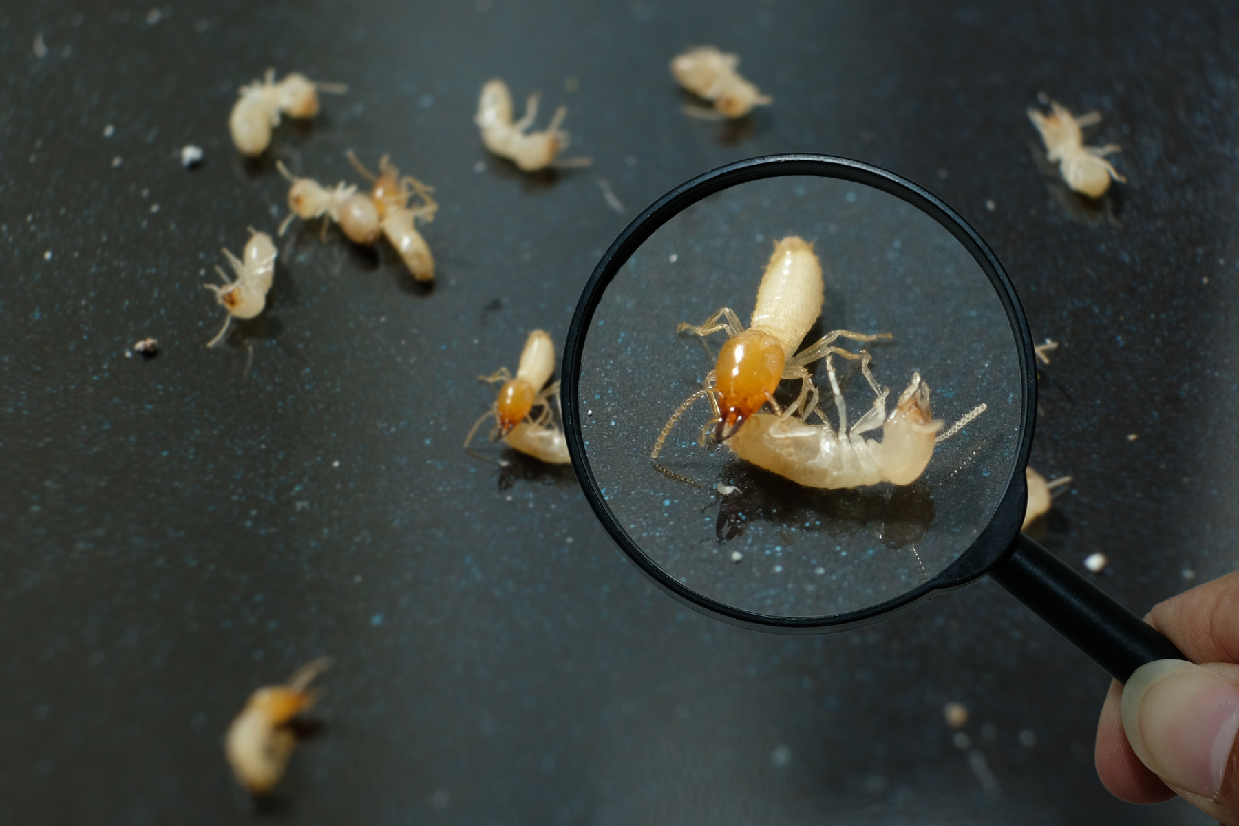 Termite Workers, Small termites, Dry-Wood Termites enlarge, zoom with magnifying glass